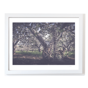 Vintage Farm Machinery in Apple Orchard Blossom, Co. Armagh fine art photography print by Nua Photography