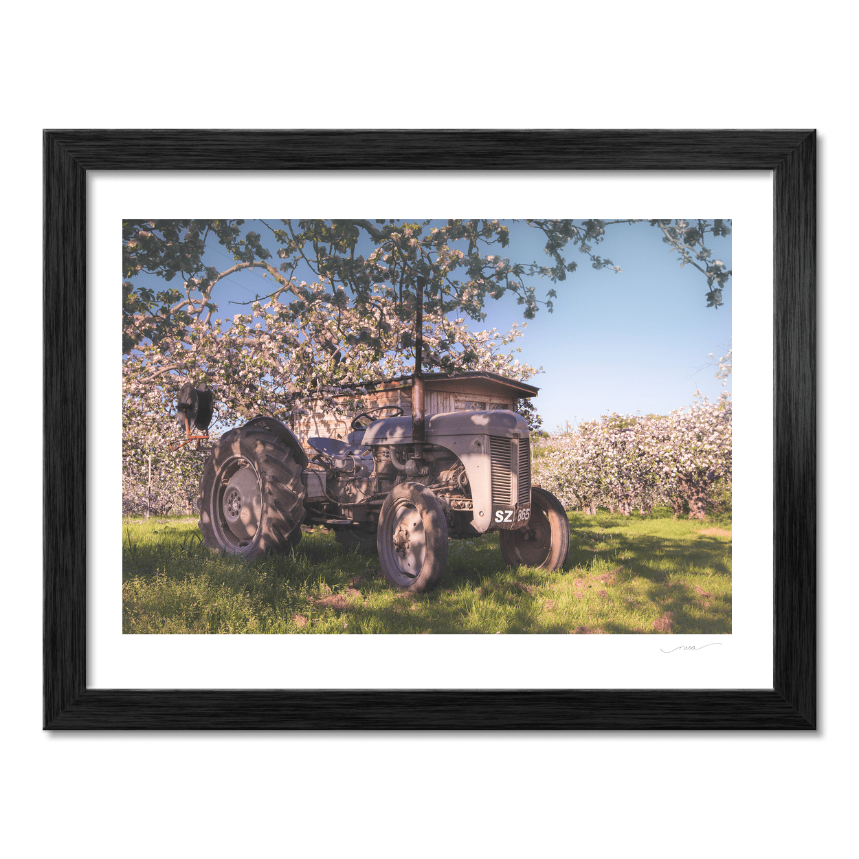 vintage-ferguson-tractor-apple-blossom-orchard PM