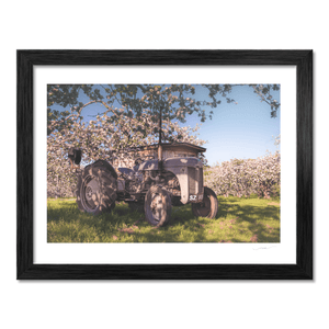 Vintage Ferguson Tractor in Apple Blossom Orchard, Co. Armagh fine art photography print by Nua Photography