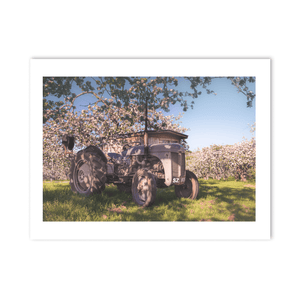 Vintage Ferguson Tractor in Apple Blossom Orchard, Co. Armagh fine art photography print by Nua Photography