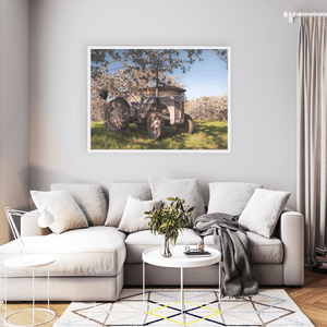 Vintage Ferguson Tractor in Apple Blossom Orchard, Co. Armagh fine art photography print by Nua Photography