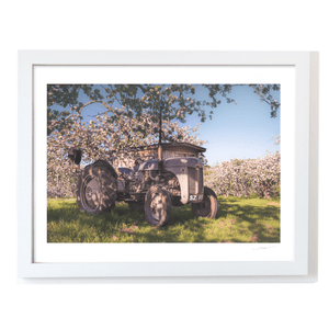 Vintage Ferguson Tractor in Apple Blossom Orchard, Co. Armagh fine art photography print by Nua Photography