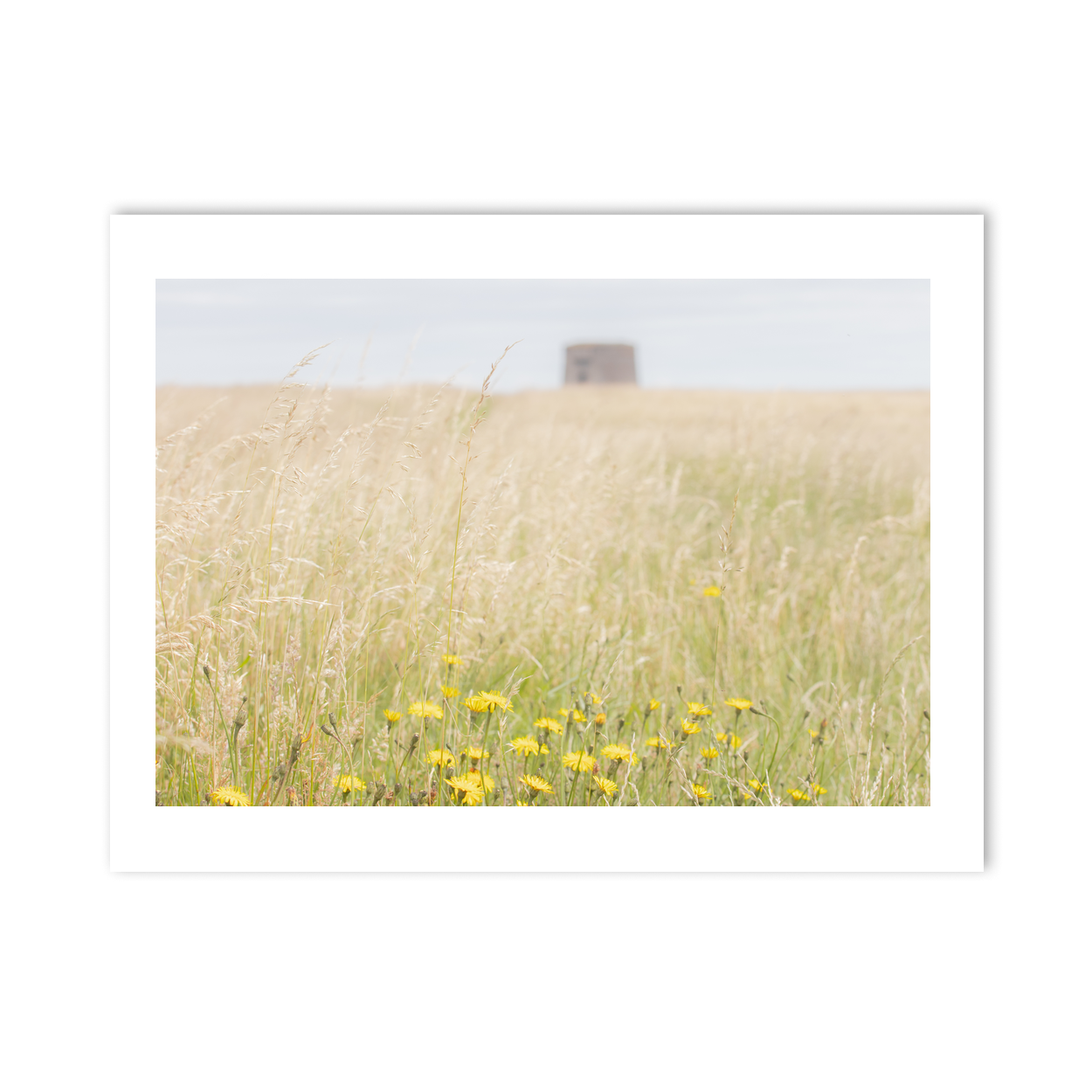 walking-tall-grasses-drumanagh-martello-tower PM