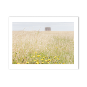 walking-tall-grasses-drumanagh-martello-tower PM