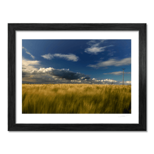 wexford-golden-barley-field-stormy-sky BF