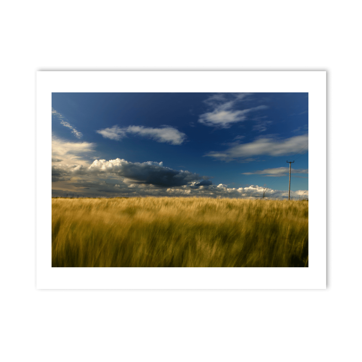 wexford-golden-barley-field-stormy-sky PM