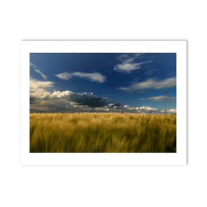 wexford-golden-barley-field-stormy-sky PM