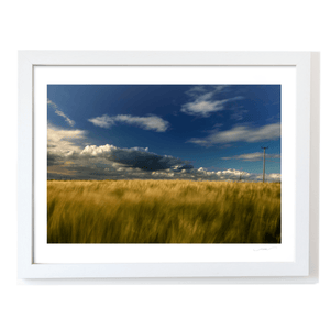wexford-golden-barley-field-stormy-sky WF