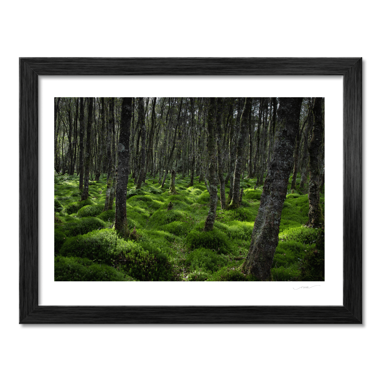 wicklow-woodland-mossy-forest-floor PM