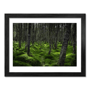 wicklow-woodland-mossy-forest-floor BF