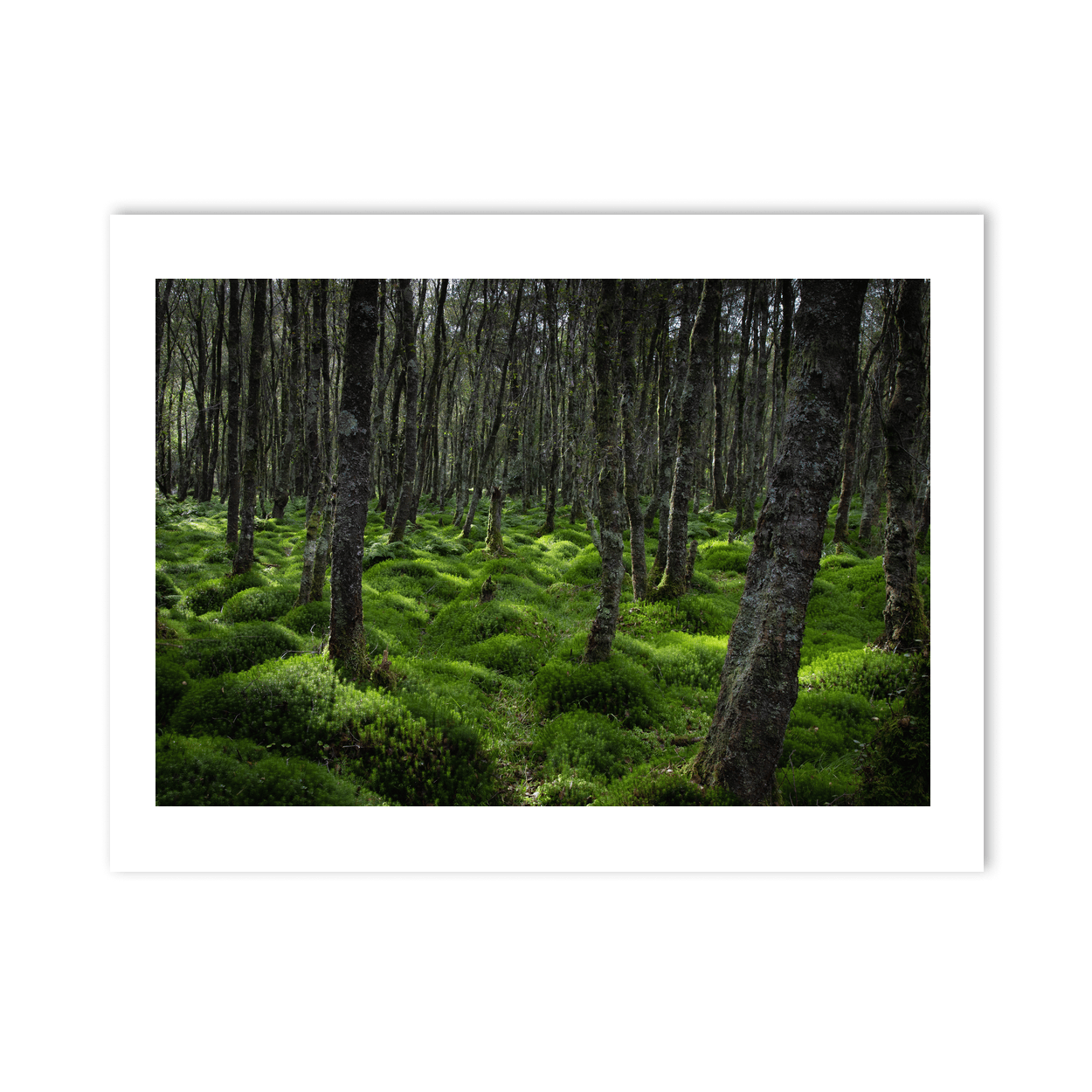 wicklow-woodland-mossy-forest-floor PM