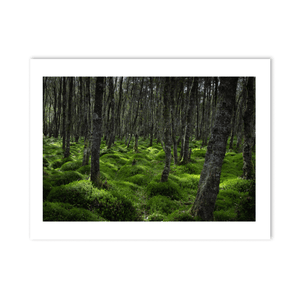 wicklow-woodland-mossy-forest-floor PM
