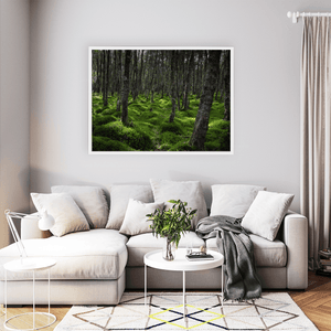 wicklow-woodland-mossy-forest-floor WFW