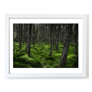 wicklow-woodland-mossy-forest-floor WF