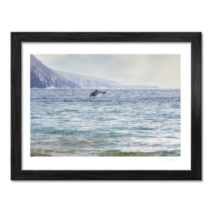 wild-atlantic-way-dolphin-leap-mayo-coast BF