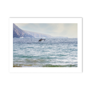wild-atlantic-way-dolphin-leap-mayo-coast PM