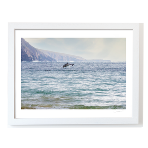 wild-atlantic-way-dolphin-leap-mayo-coast WF