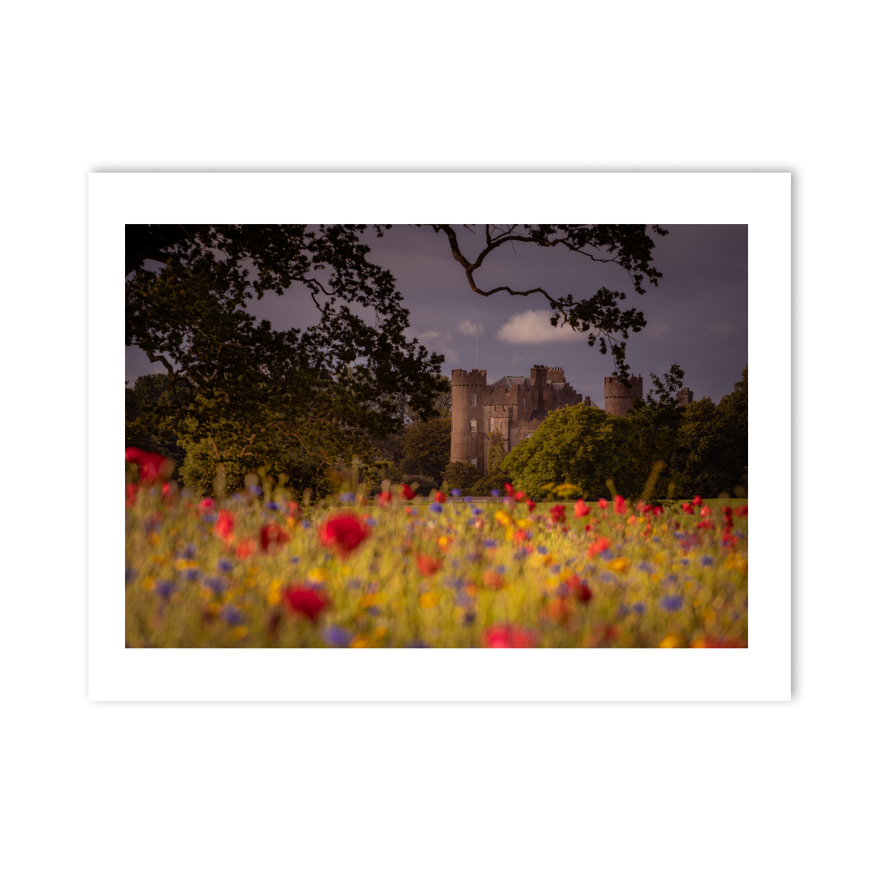 Nua Photography Print Wild Flowers at Malahide Castle, Co. Dublin Wild Flowers Malahide Castle Print | Nua Photography