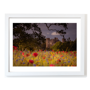 Nua Photography Print Wild Flowers at Malahide Castle, Co. Dublin Wild Flowers Malahide Castle Print | Nua Photography