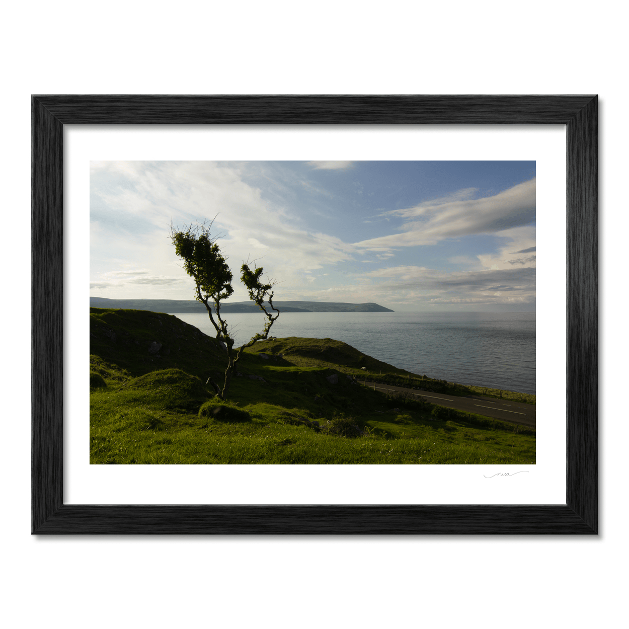 windswept-trees-antrim-coast-evening-light PM