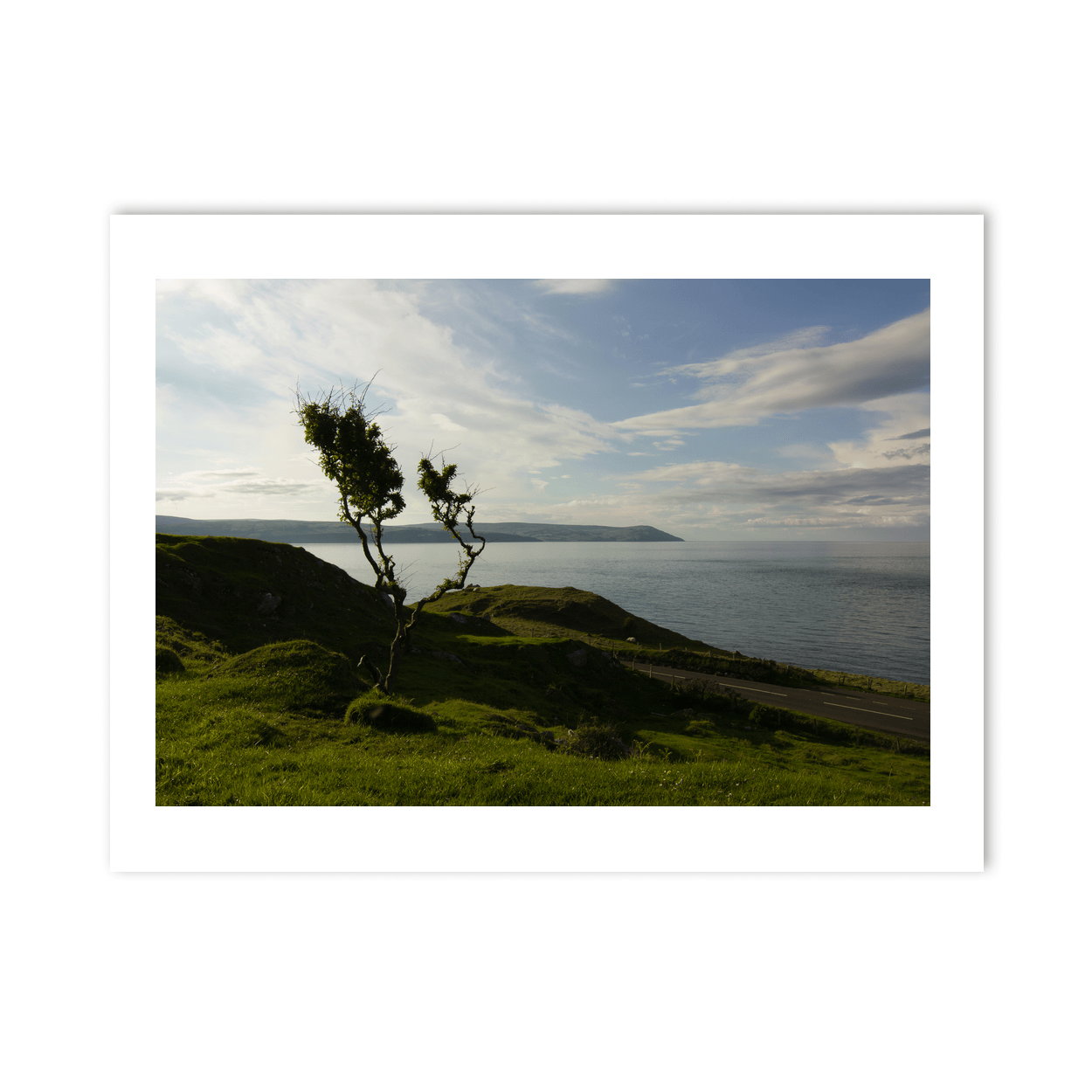 windswept-trees-antrim-coast-evening-light PM