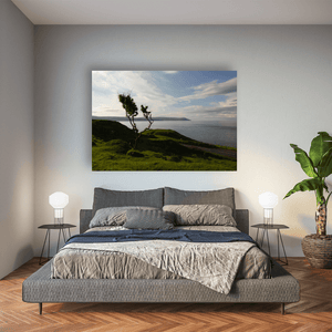 windswept-trees-antrim-coast-evening-light Pano