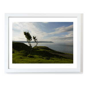 windswept-trees-antrim-coast-evening-light WF