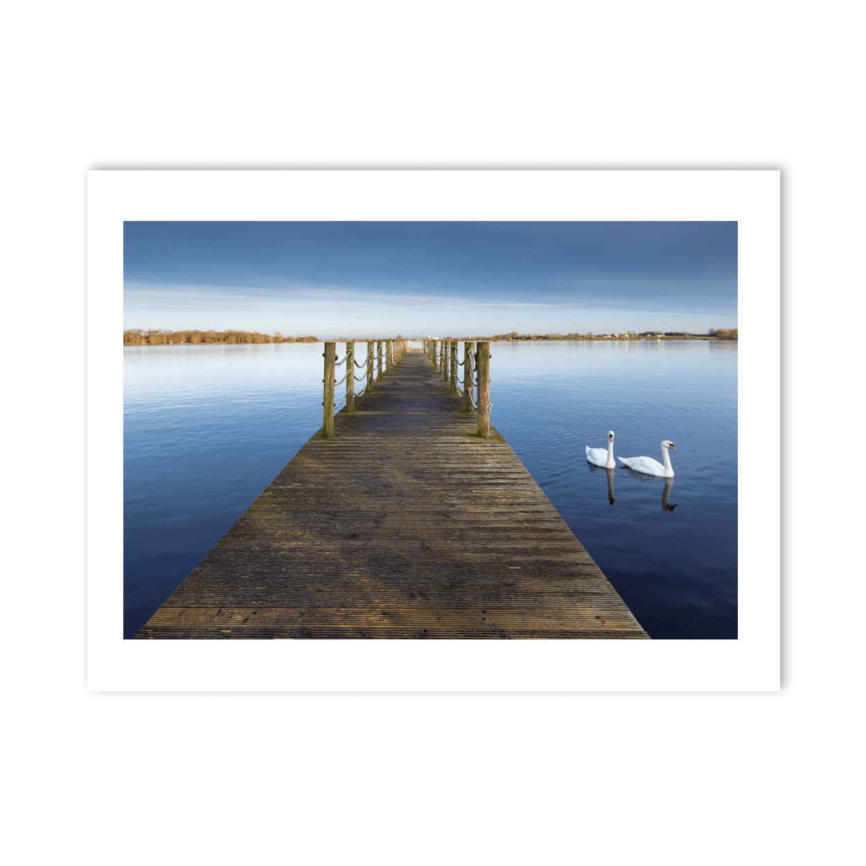wooden-jetty-swans-calm-lake-winter PM