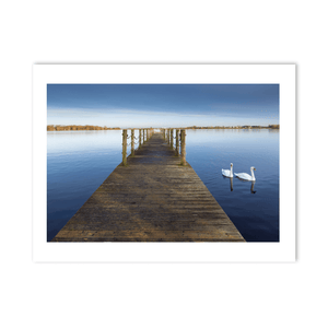 wooden-jetty-swans-calm-lake-winter PM