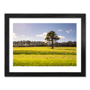 Nua Photography Print Ardgillan tree