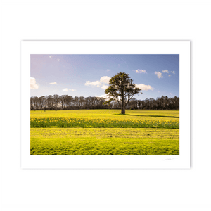 Nua Photography Print Ardgillan tree