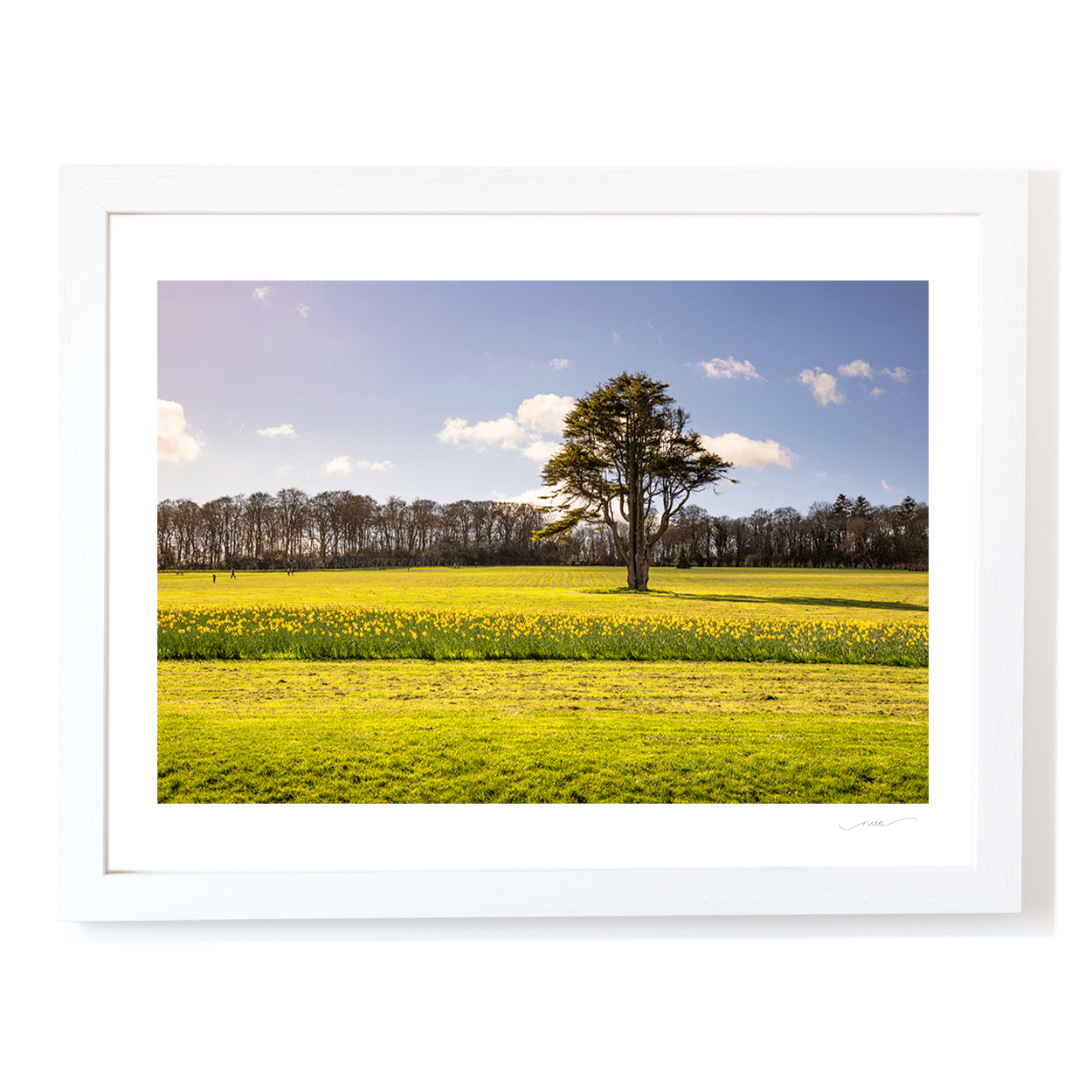 Nua Photography Print Ardgillan tree