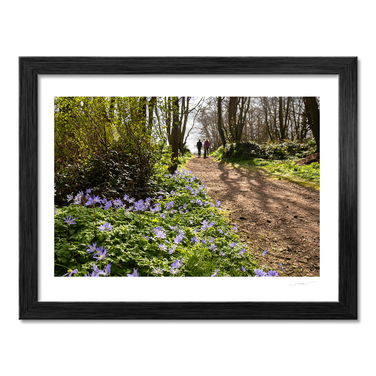 Nua Photography Print Ardgillan woods in spring