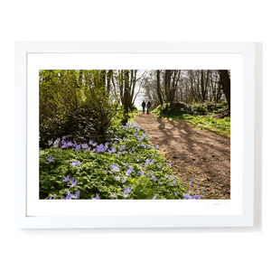 Nua Photography Print Ardgillan woods in spring