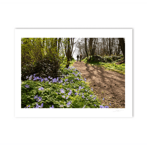 Nua Photography Print Ardgillan woods in spring