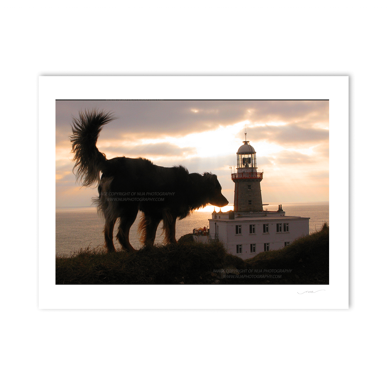 Nua Photography Print Dog at The Baily LightHouse Howth Dublin