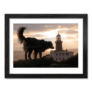 Nua Photography Print Dog at The Baily LightHouse Howth Dublin
